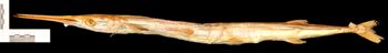 Media type: image;   Ichthyology 622 Aspect: lateral